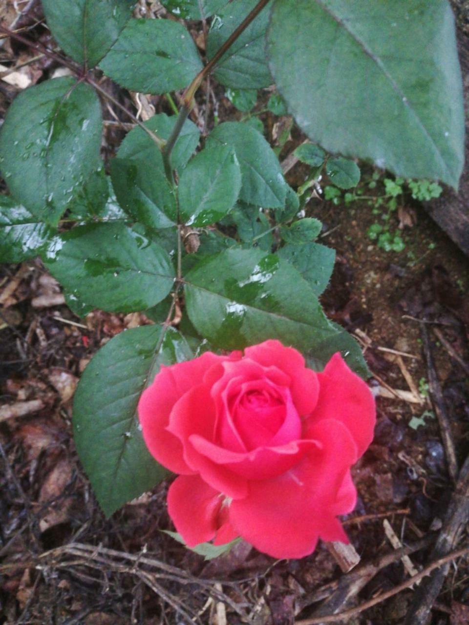 Strawberry Mesilou Guest house